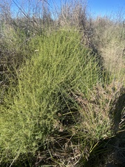 Sclerolaena muricata