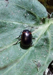 Chrysolina marginata
