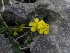 Helianthemum oelandicum