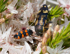 Castiarina crenata