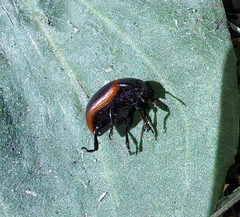 Chrysolina marginata