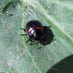 Chrysolina marginata