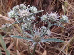 Eryngium jepsonii