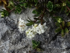 Galium sterneri
