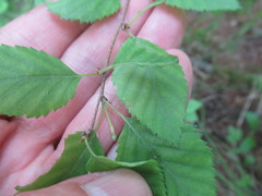 Betula fruticosa