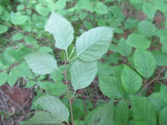Betula fruticosa