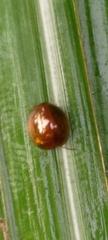 Leiochrodes