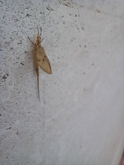 Ephemera danica