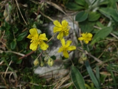Helianthemum oelandicum