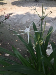Hymenocallis speciosa