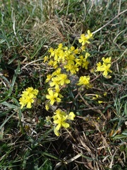 Helianthemum oelandicum