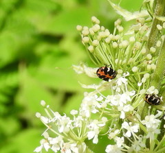 Anthrenus scrophulariae