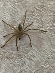 Olios sericeus