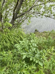 Angelica gmelinii