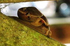 Hemiplecta distincta