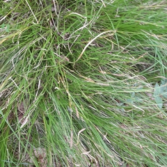 Carex pediformis