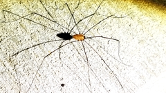 Leiobunum nigropalpi