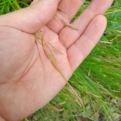 Carex pediformis