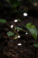 Poronia pileiformis