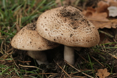 Agaricus