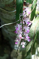 Aerides falcata
