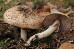 Agaricus