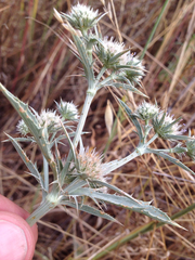 Eryngium jepsonii