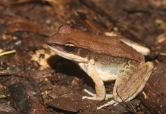 Sylvirana mortenseni