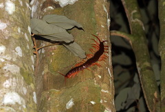 Scolopendra dehaani