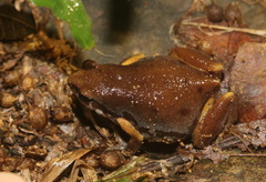Microhylidae