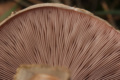 Agaricus