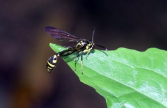 Stenogastrinae