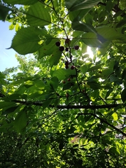 Prunus avium