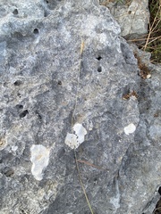 Andropogon distachyos