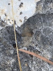 Andropogon distachyos