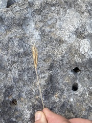 Andropogon distachyos