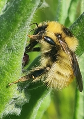 Bombus laesus