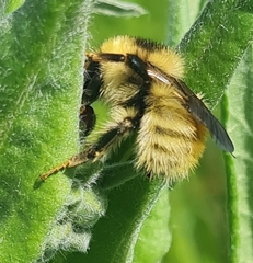 Bombus laesus