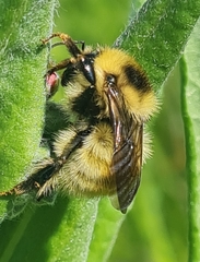 Bombus laesus