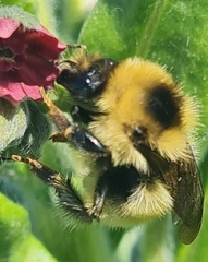 Bombus laesus