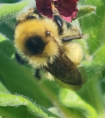 Bombus laesus