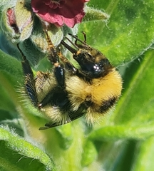 Bombus laesus