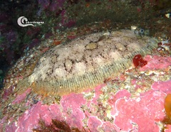 Zeugopterus punctatus