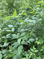 Orbexilum onobrychis