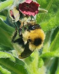 Bombus laesus