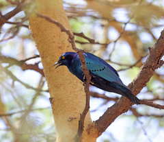 Lamprotornis chloropterus
