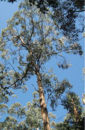 Eucalyptus bunyip