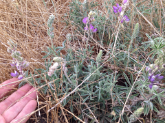 Lupinus formosus