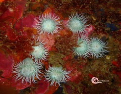 Actinothoe sphyrodeta