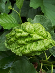 Taphrina tosquinetii